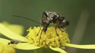 Beetle Oedemera Virescens Stock Video