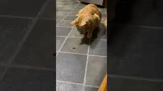 CAT vs BUG