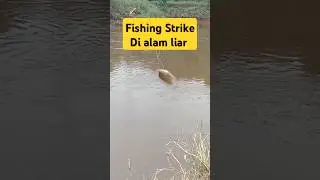 Fishing strike #shorts #shortsvideo  #fishing #strikeikan #fishingmania  #mancing