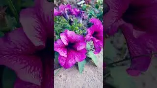 পিটুনিয়া ফুল 🌸🌸🌸#gardening #flowers #classic