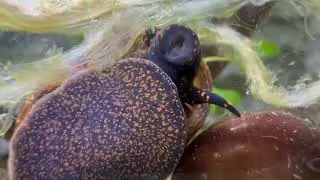 3 minutes & 4 second closeup of a Blueberry snail eating