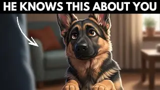 6 Weird Things Your German Shepherd Knows About You