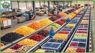 How 15 Million Tons of Fruit Are Processed &ndash; Inside Modern Dried & Frozen Fruit Factories