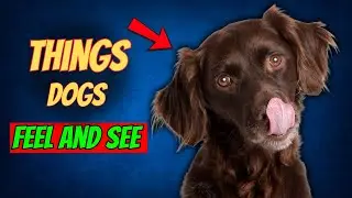 10 STRANGE Things Only Dogs Can Feel And See But You Can't!