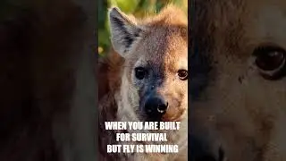 When You are Built for Survival, but a Fly Is Winning 🐾 🪰 #hyena #funnyanimals  #wildanimals