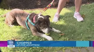 Adopt-A-Pet: Meet Chopper from Providence Animal Rescue League!