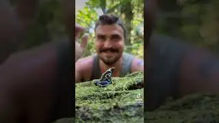 Poison dart frogs become toxic by eating toxic prey!