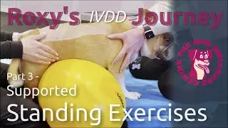 Roxy's IVDD Journey: Part 3 - Supported Standing Exercises
