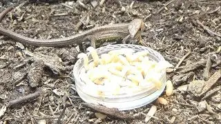 腹ペコのカナヘビの前に皿一杯のイモムシを置いた結果…
