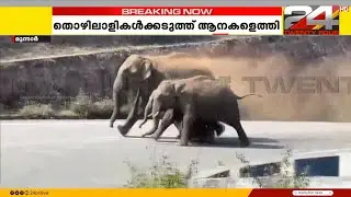 മൂന്നാറിൽ ജനവാസ മേഖലയിൽ കാട്ടാനക്കൂട്ടം, തോട്ടം തൊഴിലാളികൾക്ക് തൊട്ടടുത്തെത്തി ആനകൾ | Munnar