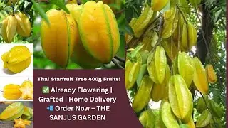 Thai 400g Starfruit Plant with Flowers | Grafted | Low Cost | Home Delivery | THE SANJUS GARDEN