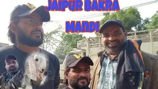 Jaipur Bakra Mandi Documentary | Shakeel Bhai Jaipur Big Goats.
