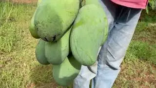 Big size Mallika Mango