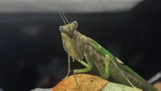 Asiatische Bl&uuml;tenmantis f&auml;ngt und frisst Goldfliege (Creobroter gemmatus)
