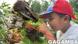 NAABOTAN KAMI NG ULAN SA PAG HAHANAP NG GAGAMBA, SOLID GAGAMBA ADVENTURE