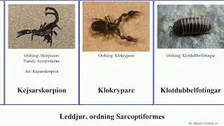 Leddjur, ordning Sarcoptiformes austrodecus gemma formosa africana arthropoda grimaldi affinis