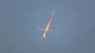 Water Stick Insect hunting a small fish