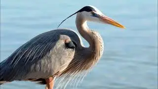 great blue heron   sound, call