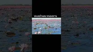 ทะเลบัวแดง หนองหาน อุดรธานี #travel