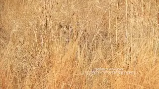 Narnala FORT TIGER