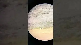 Blonde Grizzly in Hayden Valley