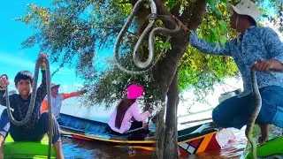 1 Day​ Hunting snakes & rat animalalong the river