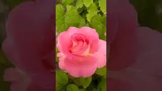 Pink and White bicolour Rose, Name: Louis Estes,Winchell'93