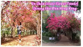 HK ATTRACTION : BOUGAINVILLEA FLOWER IN UN CHAU ESTATE | FLOWER TUNNEL | CHEUNG SHA WAN HONG KONG