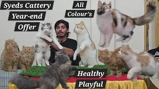 31 December last offer wale kittens & cats available at Syed's Cattery Moinbagh Hyderabad khan hotel