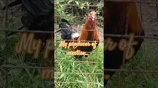 Broodcock and broodstags..