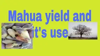 Mahua plant yield and it's use for human life || Agri Duniya