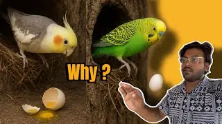 Why Eggs Drop Outside Your Cockatiel & Budgies Birds | Cockatiel Breeding Information |