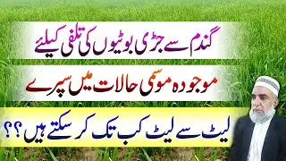 Last Safe Time for Herbicide Spray in Wheat Crop || Crop Reformer
