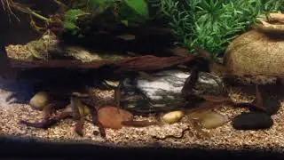 Chapalichthys pardalis species tank