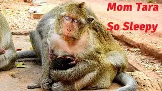 After Give Birth Mom Tara So Tired & Feeling Sleepy, Thank Mom Tara So Much For Share Milk To Baby.