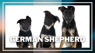 German Shepherds - The Ultimate Guard Dog