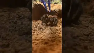 Tarantula Bite filmed in Slow-Mo