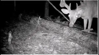 Mineral Hills Greenway &mdash; Deer Spots a Trail Cam (August 4 &ndash; 7, 2021)
