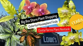 New Costa Farms Houseplants Trending Tropicals Exotic Angels Big Box Store Plant Shopping Lowe's