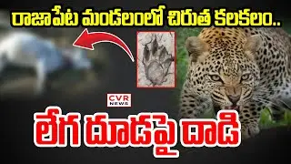 రాజాపేట మండలంలో లేగ దూడపై దాడి.. | Calf Was Attacked By Tiger | CVR News