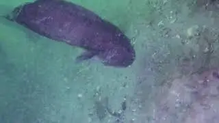 Scuba Diving North Norfolk. Tadpole Fish.  Lesser Forkbeard. Raniceps raninus