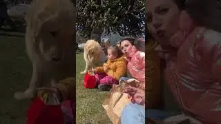 New Funny Animals Videos 2024😹Funny Penguine Pet Hilarious Забавный кот-собака #funnyvideo2024new