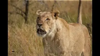 Angry Lioness mock charge annoying people in cars