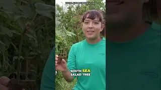 Grow Abundant Heat-Tolerant Greens with Chief Kobo's Prize South Sea Salad Tree