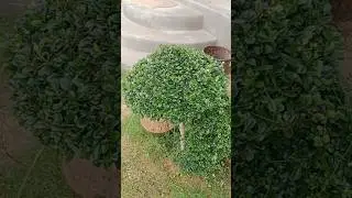 topiary cutting video #green #plant #topiary #viral #viralvideo