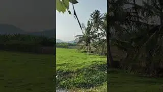 Nature View Green Grass Fields | Breeze Farmfields | Lushgreens Natural Beauty #shorts #nature #view