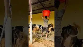 Please Subscribe Me 🥺✅🔥| #dairyfarm #shorts