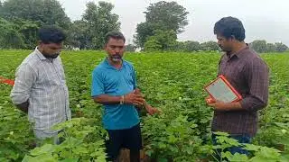 అధిక పూత మరియు ఆరోగ్యకరమైన పత్తి పంట కోసం అలెక్టో మరియు క్యూబికో !