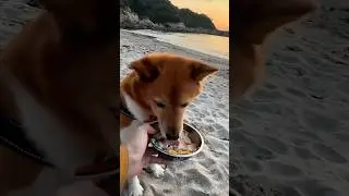 福とタケのキャンプ飯part142 #dog #わんこ連れキャンプ #asmr #アウトドアグルメ #food