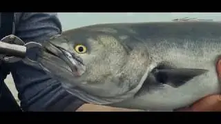 Epic Bluefishing - NJ Surfcasting